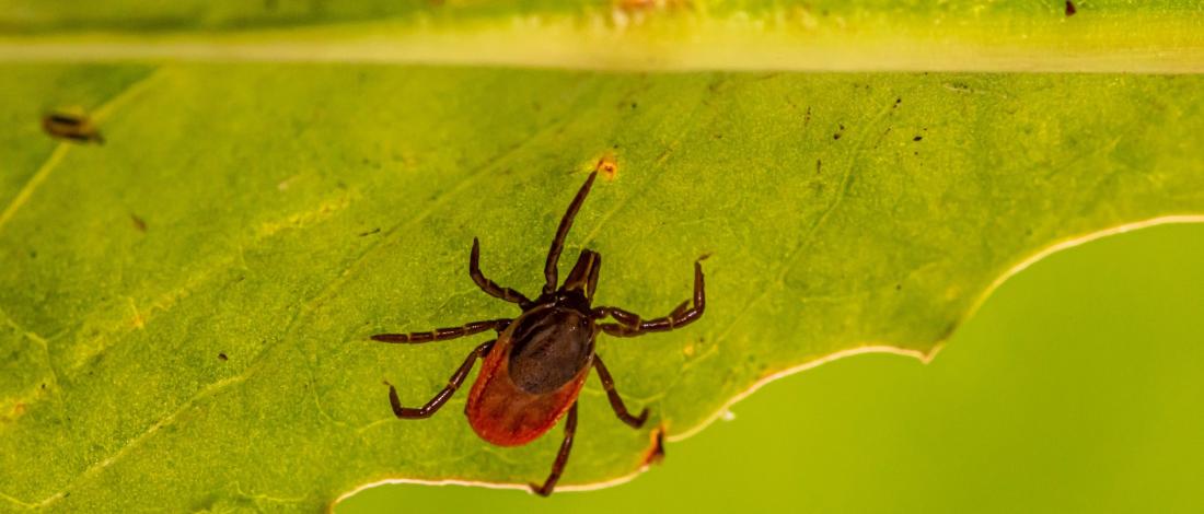 Tick-Borne Encephalitis
